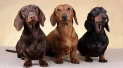 11 Порід собак, які дуже агресивні для незнайомців